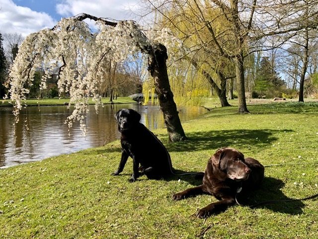 labradors – koetsier