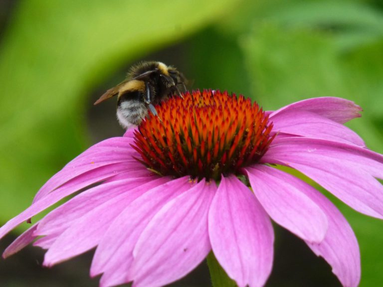 Maak een bijvriendelijke tuin met de gratis Plant & Klaar box