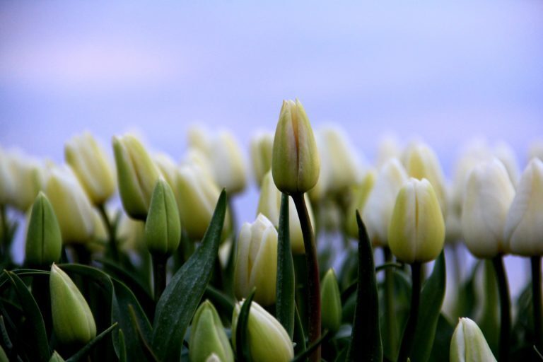 Bezoek de tulpen in de flevopolder