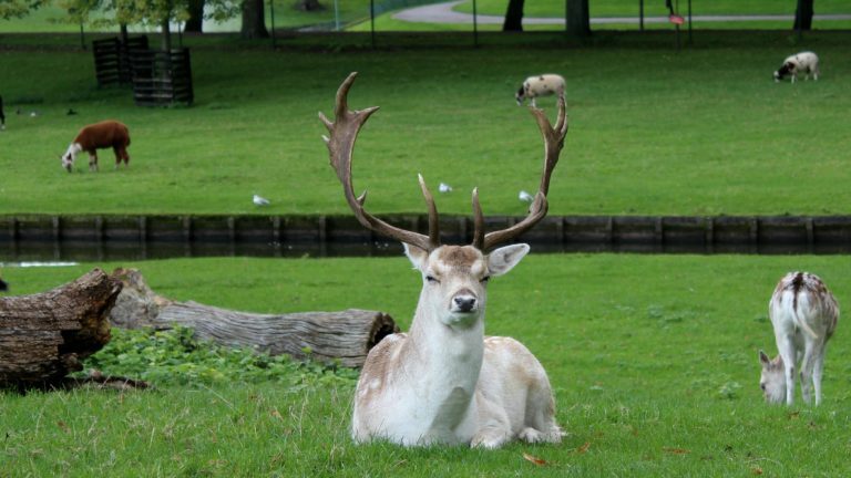 Verdriet bij Kinderboerderij Cantecleer