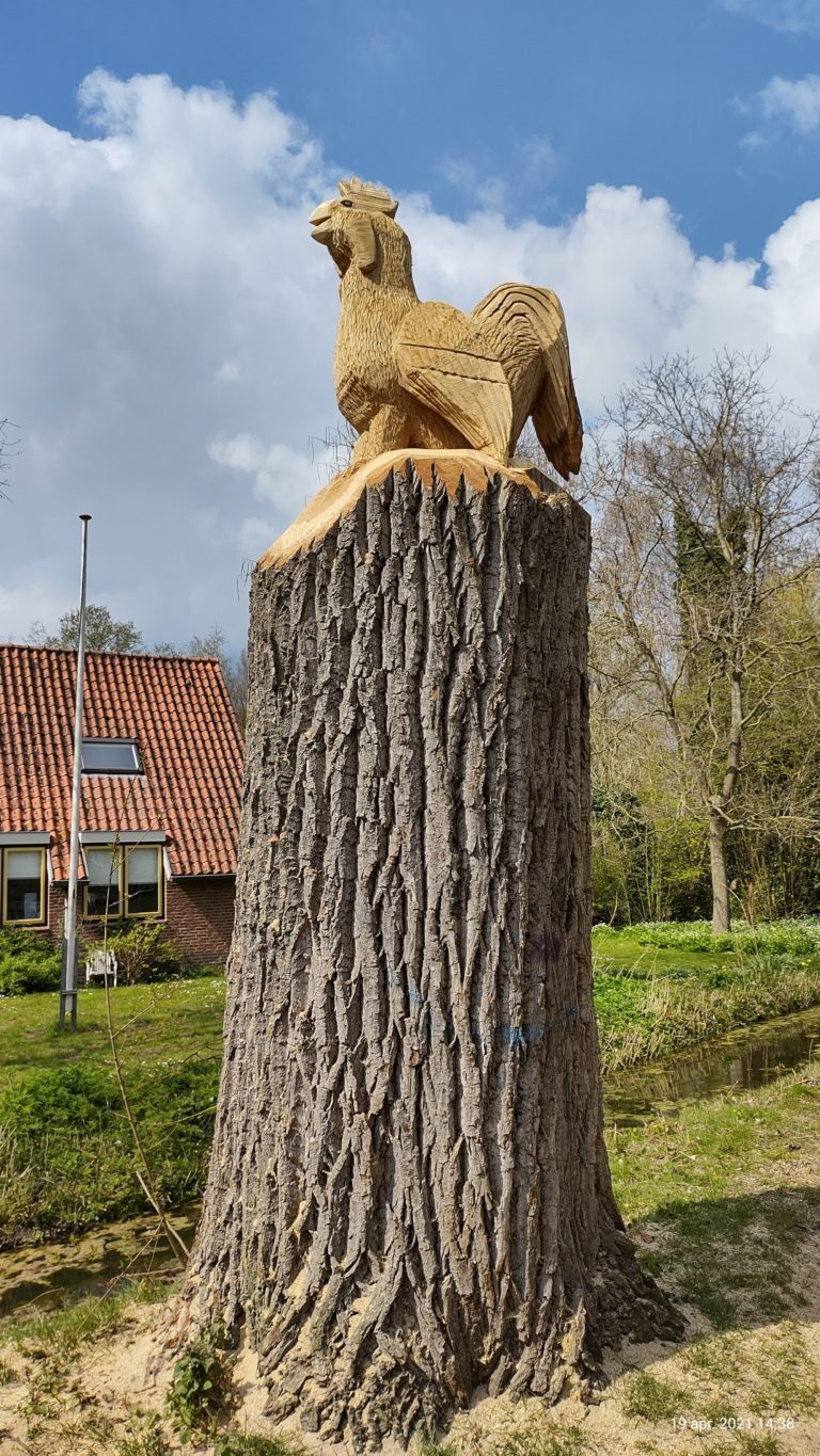 De cantecleer (haan) pronkt bij de kinderboerderij