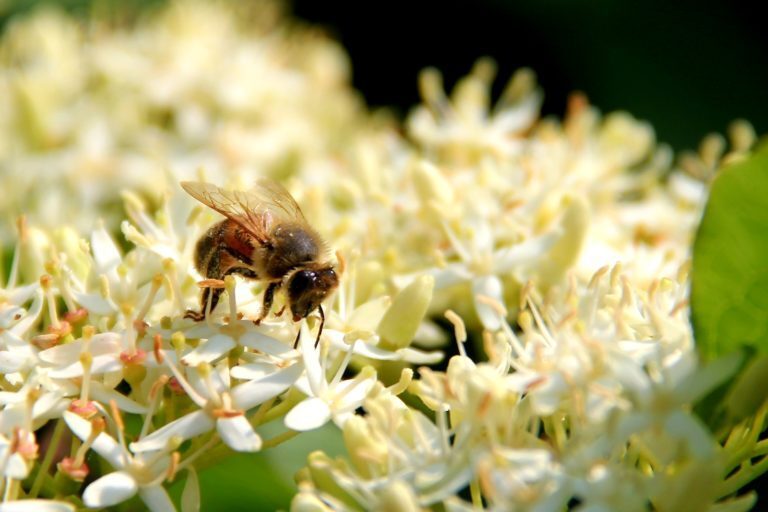 Op zoek naar insecten en slootbewoners bij kinderboerderij Cantecleer