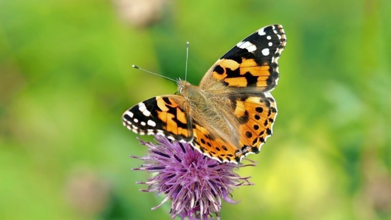 Gratis Plant en Klaar Box voor meer vlinders in je tuin