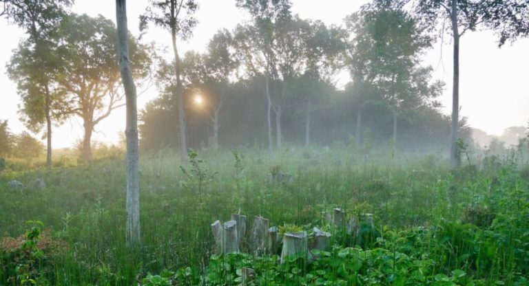 Kampen belooft beterschap in beheer Zalkerbos