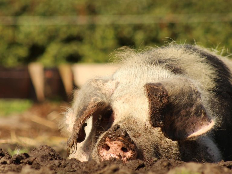 Kinderboerderij neemt binnenkort afscheid van het varken Dirkje