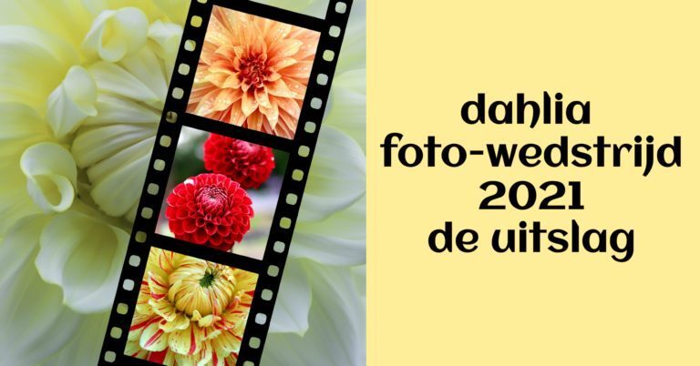 Uitslag Dahlia fotowedstrijd 2021