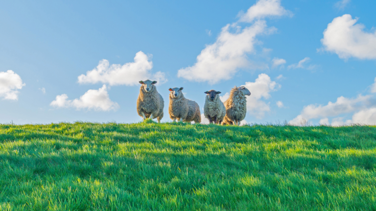 Geen schapen op de dijk tijdens stormseizoen