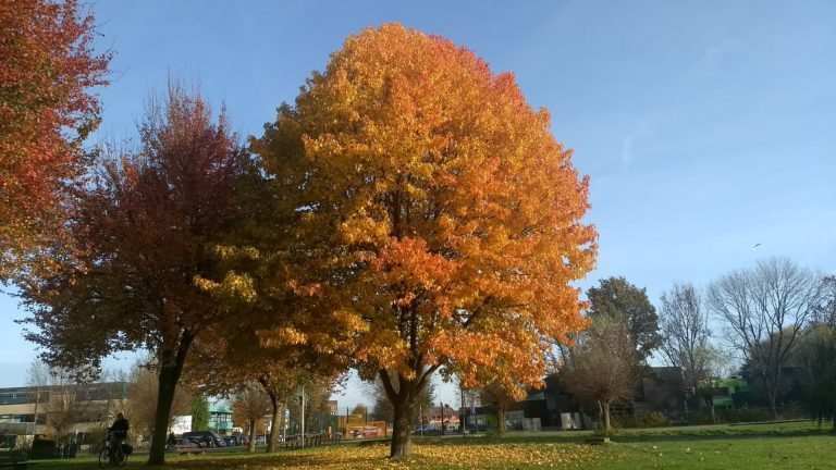 Gratis bomen voor buurtinitiatieven en organisaties uit gemeente Kampen