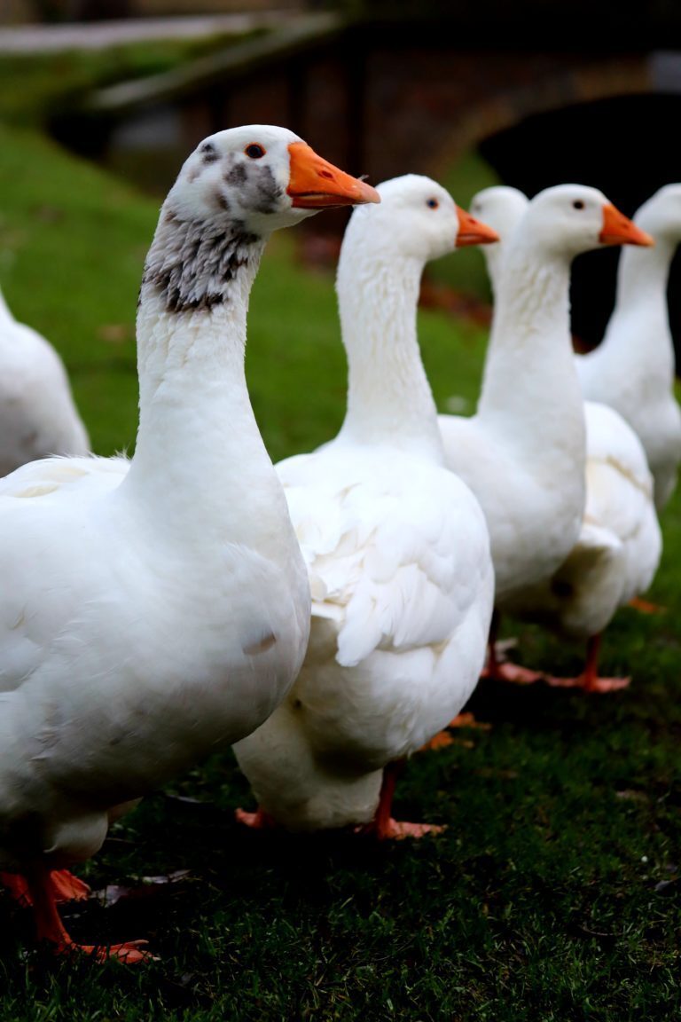 Help samen met vogelgroep Kampen, de vogels de winter door