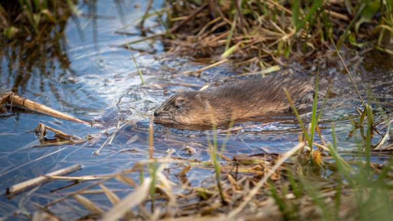 Waterschap: “Muskusrat steeds beter in de greep”