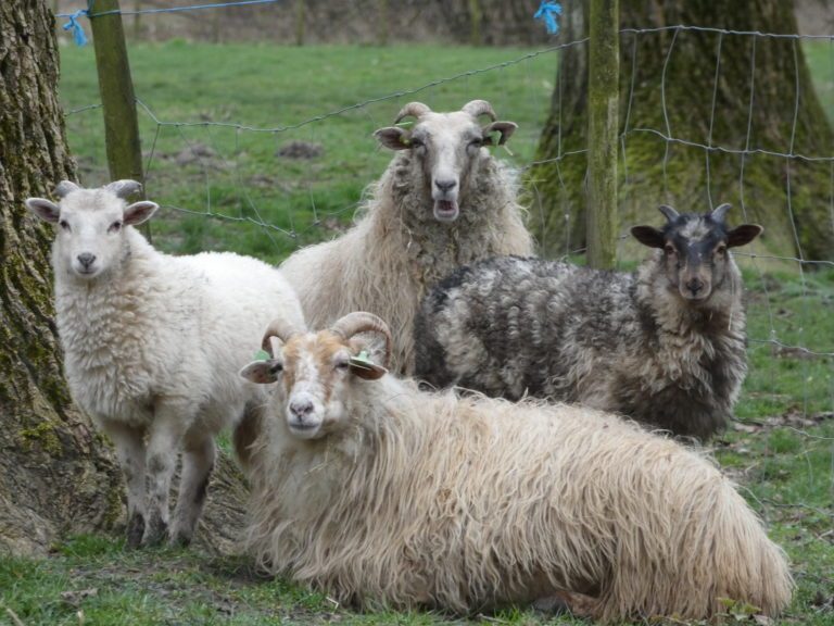 Een schaap op haar rug? Kom in actie!