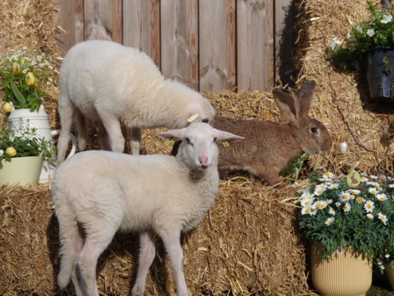 Paasactiviteit kinderboerderij Cantecleer