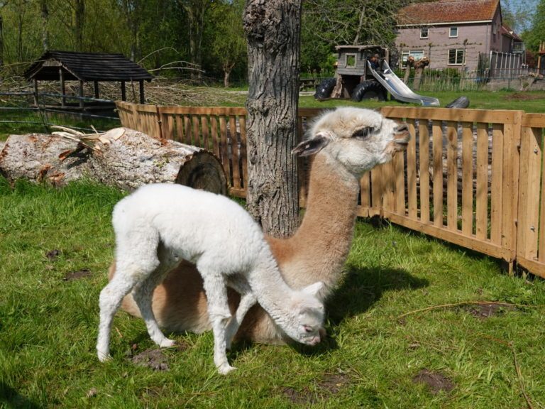 Voorjaarsfeest bij Kinderboerderij Cantecleer