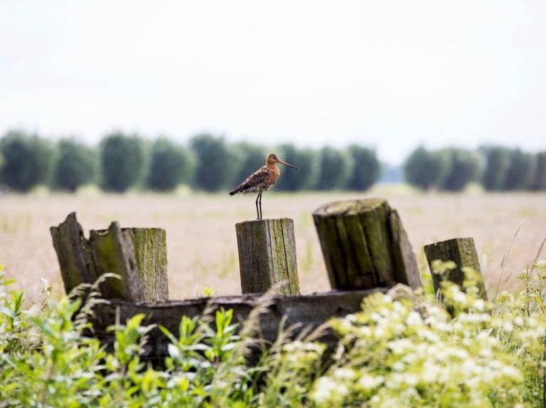 Jaarlijkse fietstocht door het boeren landschap van Salland