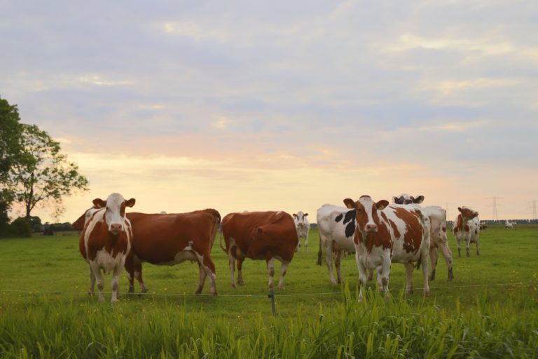 Boerderij Beleef Dag op Kampereiland: evenement voor jong en oud