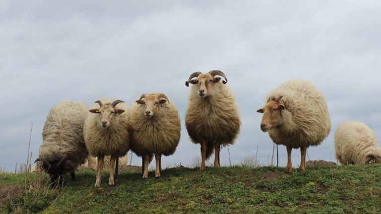 Schapen mogen tot het voorjaar niet meer op dijken grazen.