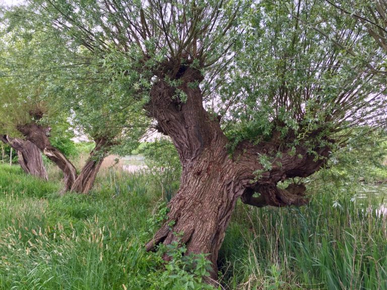 Gezocht: meest markante knotwilg in de IJsseldelta