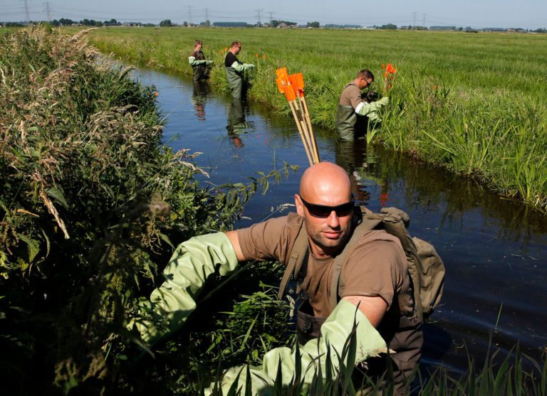 Noordelijke waterschappen verlengen samenwerking muskus- en beverrattenbestrijding