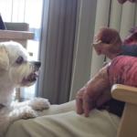honden knuffelen
