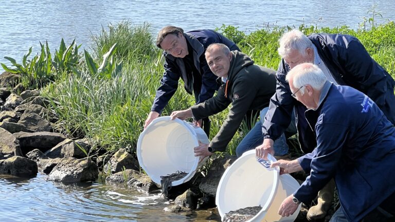 Record aantallen jonge paling in Kampen en Zwartewaterland