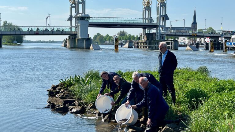 40.000 jonge palingen uitgezet in de wateren van Kampen en Zwartewaterland