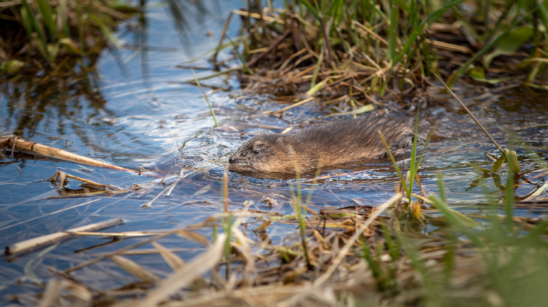 Populatie muskusratten is historisch laag