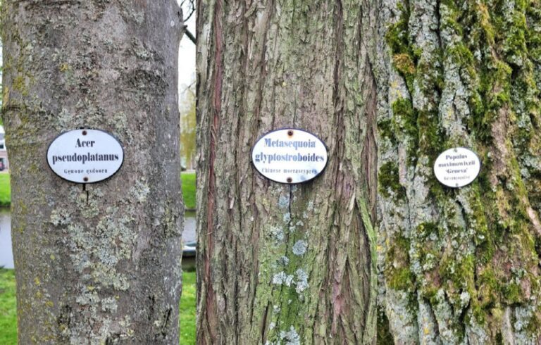 Weer naamplaatjes op bijzondere bomen in Stadspark