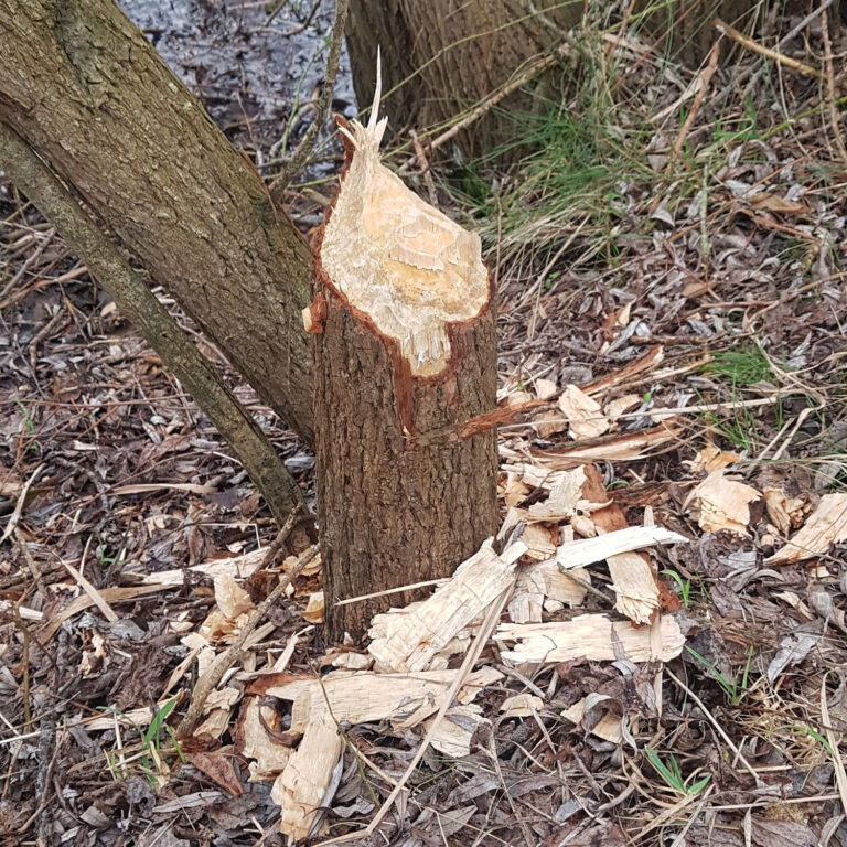 Wandel excursie IVN Speuren naar sporen