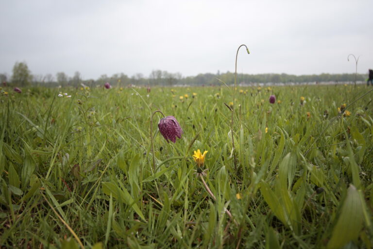 Weidewandeling in de IJsseluiterwaarden bij Wilsum naar de kievitsbloemen