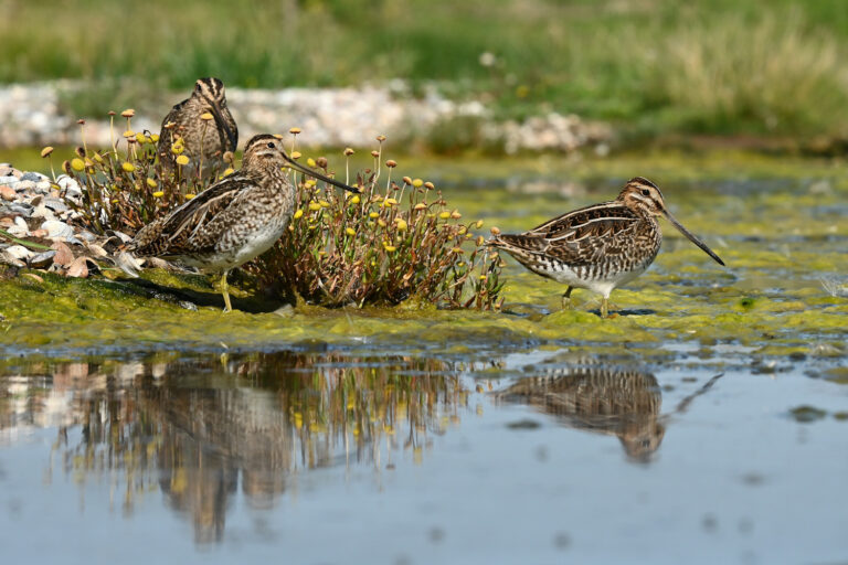 Trekvogels spotten in het Reevediep